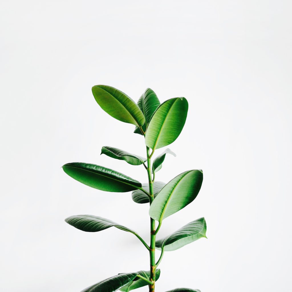 Minimalism Minimal Wellness